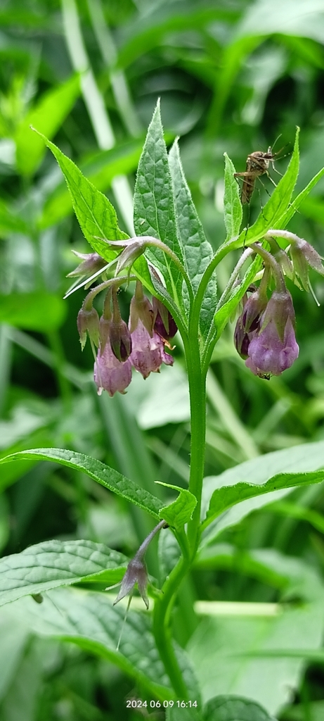Symphytum officinale (Comfrey), non-native California herb