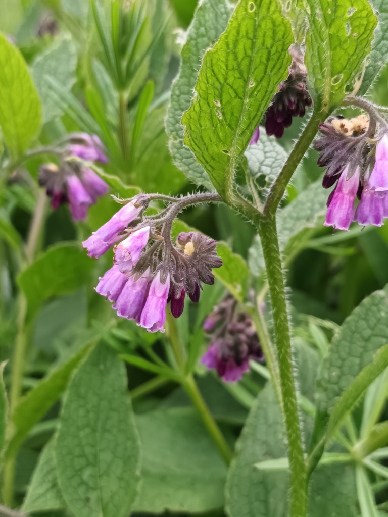 Symphytum ×uplandicum (Russian comfrey), non-native California herb