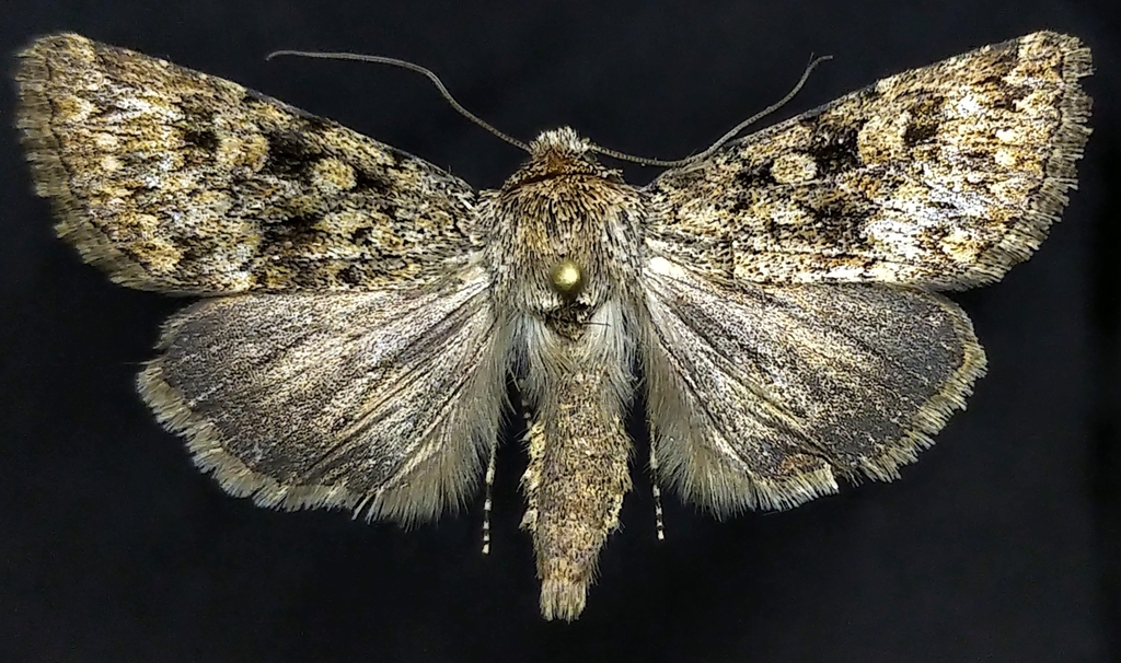 Sympistis linda, California species