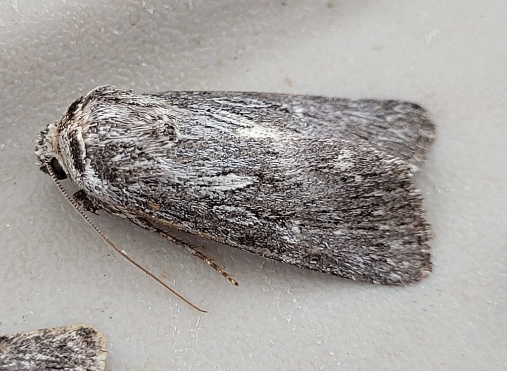 Sympistis chons, California species