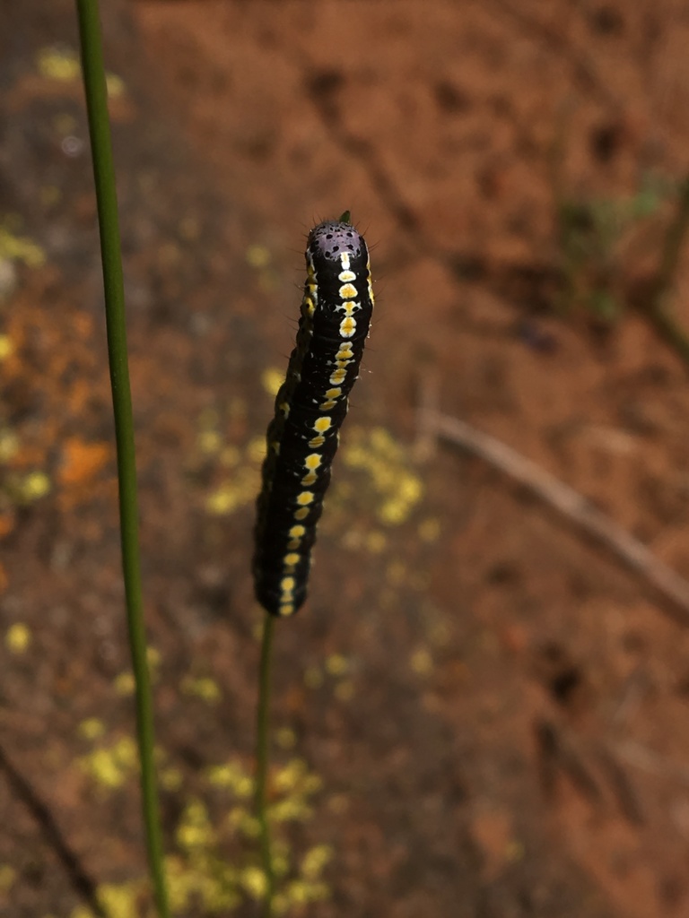 Sympistis perscripta (Scribbled Sallow), California species