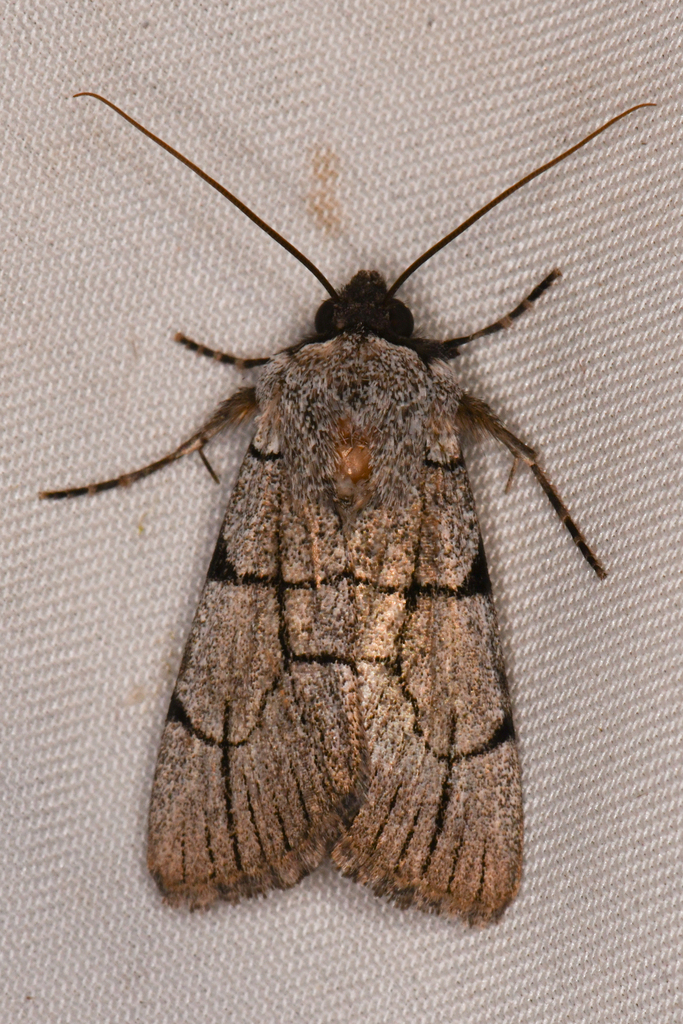 Sympistis ragani, California species