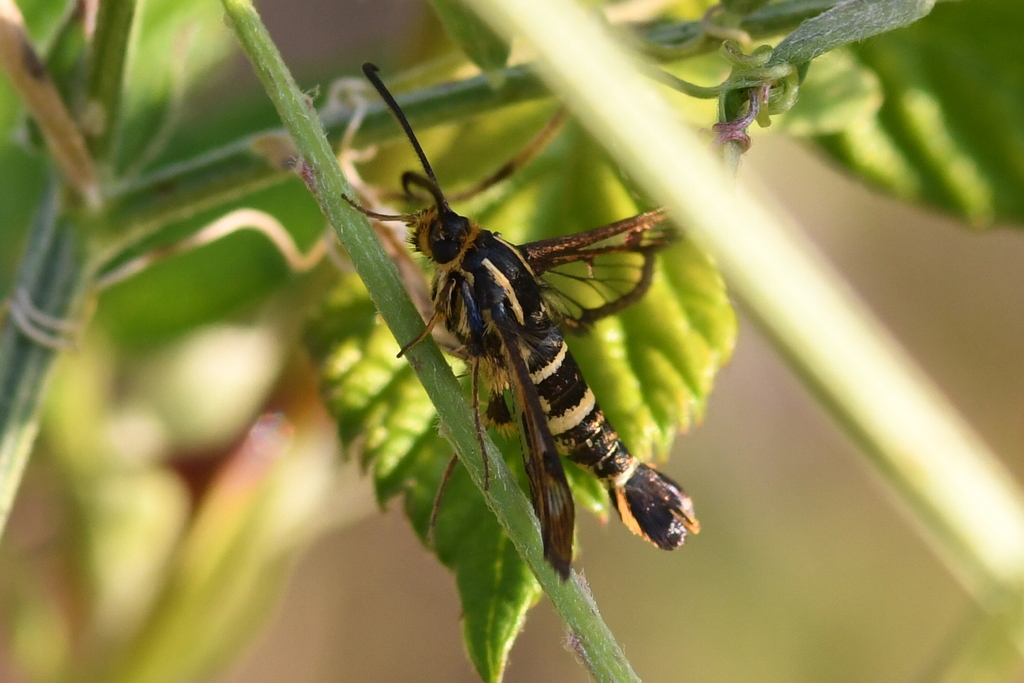 Synanthedon bibionipennis (Strawberry Crown Moth), California species