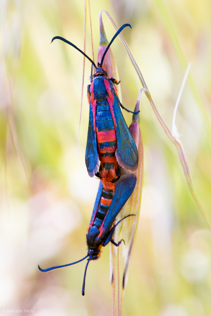 Synanthedon polygoni (Buckwheat Borer Moth), California species