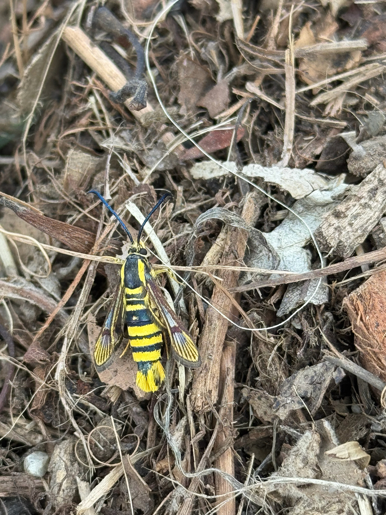 Synanthedon resplendens (Sycamore Borer), California species