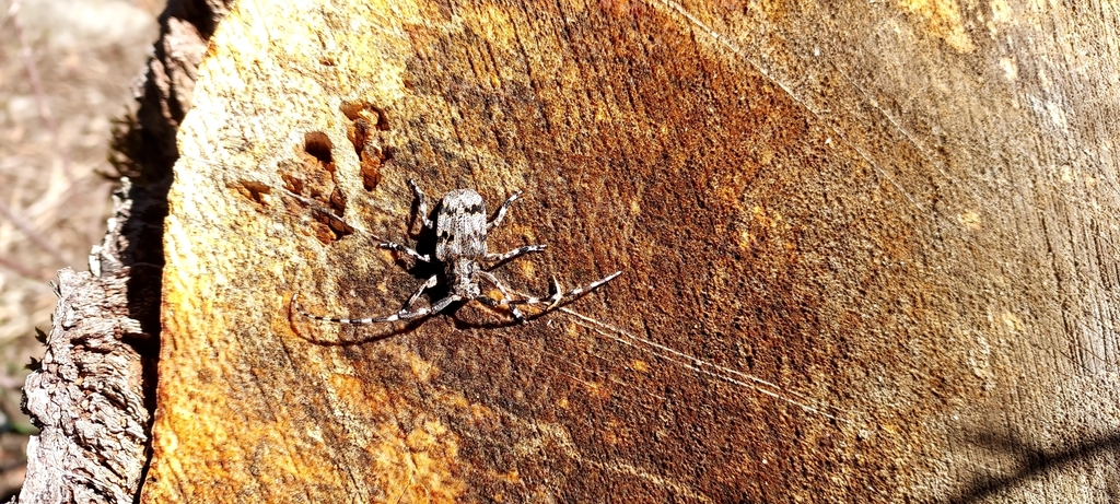 Synaphaeta guexi (Spotted Tree Borer), California species