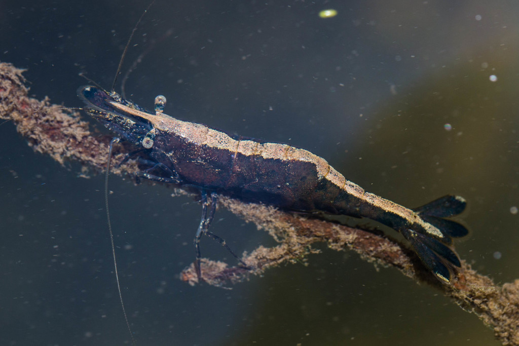 Syncaris pacifica (California freshwater shrimp), California species