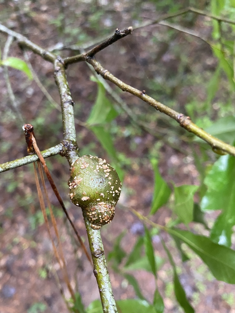 Synergus flavens, California species