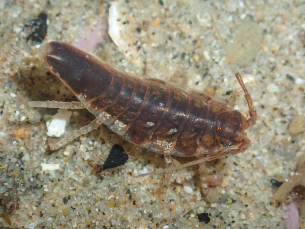Synidotea harfordi, California species