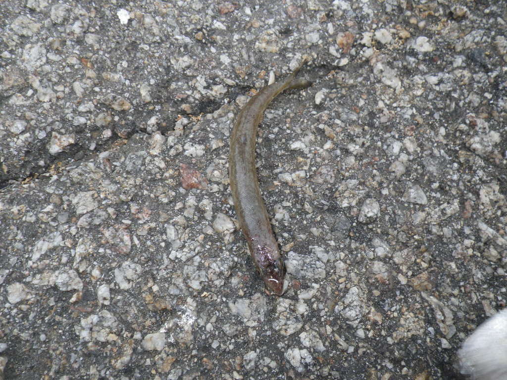 Synodus lucioceps (California Lizardfish), California species