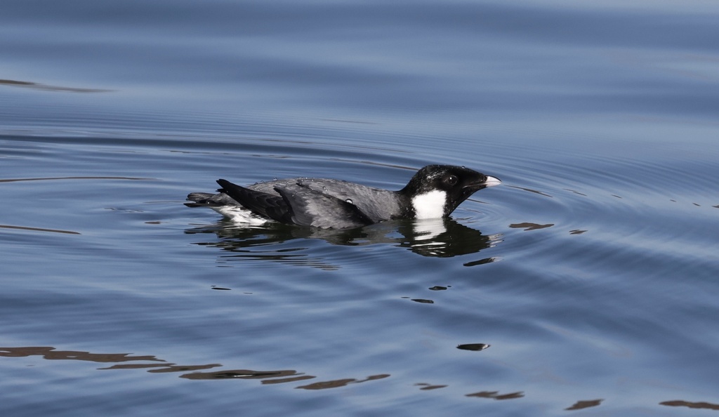 Synthliboramphus antiquus (Ancient Murrelet), California species