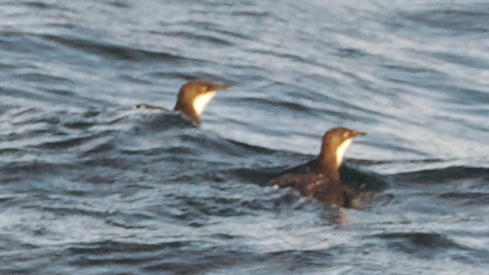 Synthliboramphus craveri (Craveri's Murrelet), California species