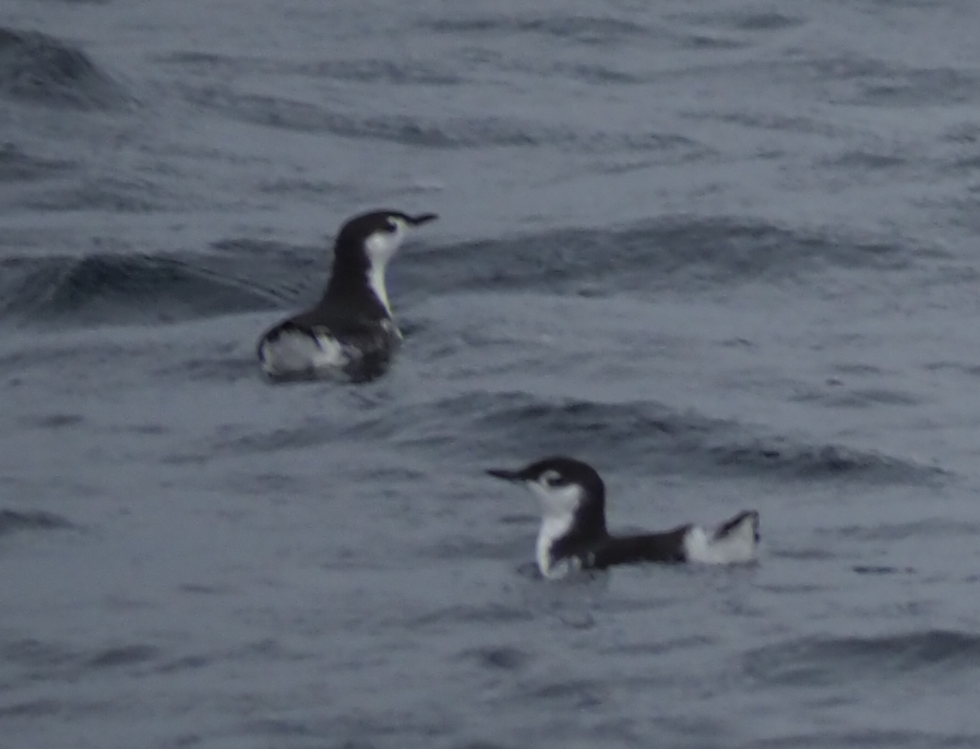 Synthliboramphus hypoleucus (Guadalupe murrelet), California species