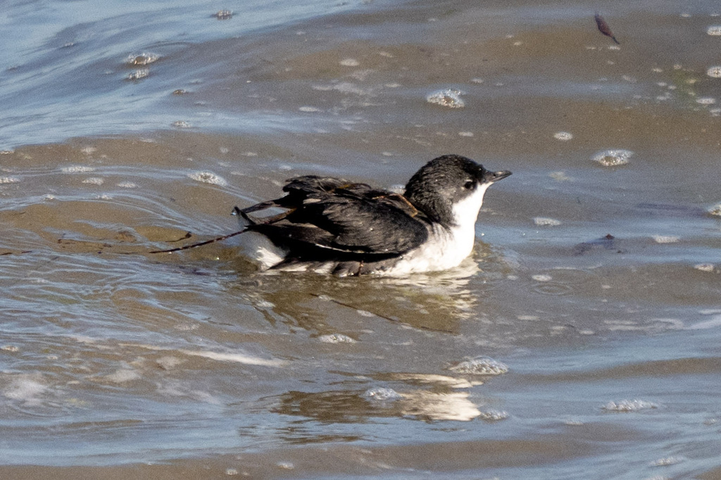 Synthliboramphus scrippsi (Scripps’s murrelet), California species