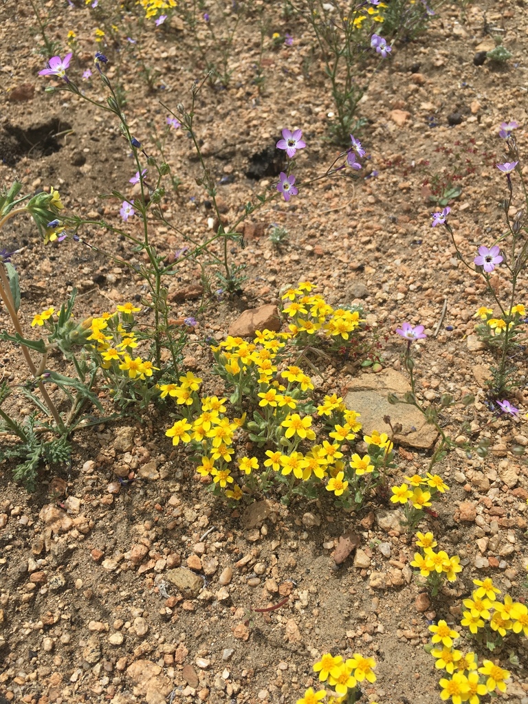 Syntrichopappus fremontii (Fremont's syntrichopappus), native California herb