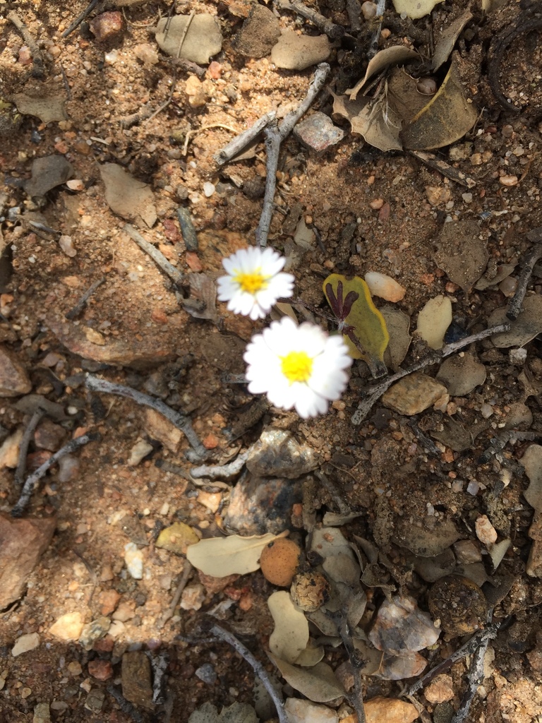 Syntrichopappus lemmonii (Lemmon's syntrichopappus), native California herb