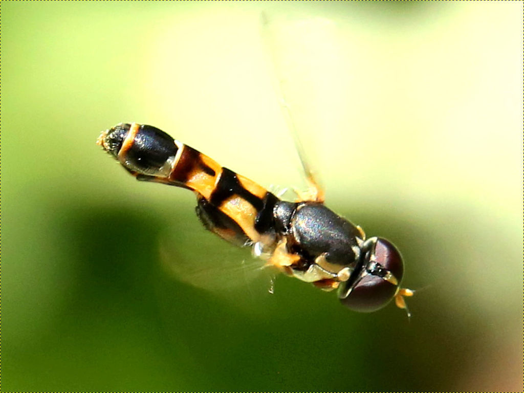 Syritta pipiens (Thick-legged Hover Fly), California species