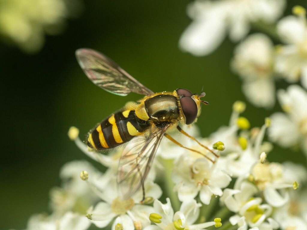 Syrphus opinator (Black-margined Flower Fly), California species