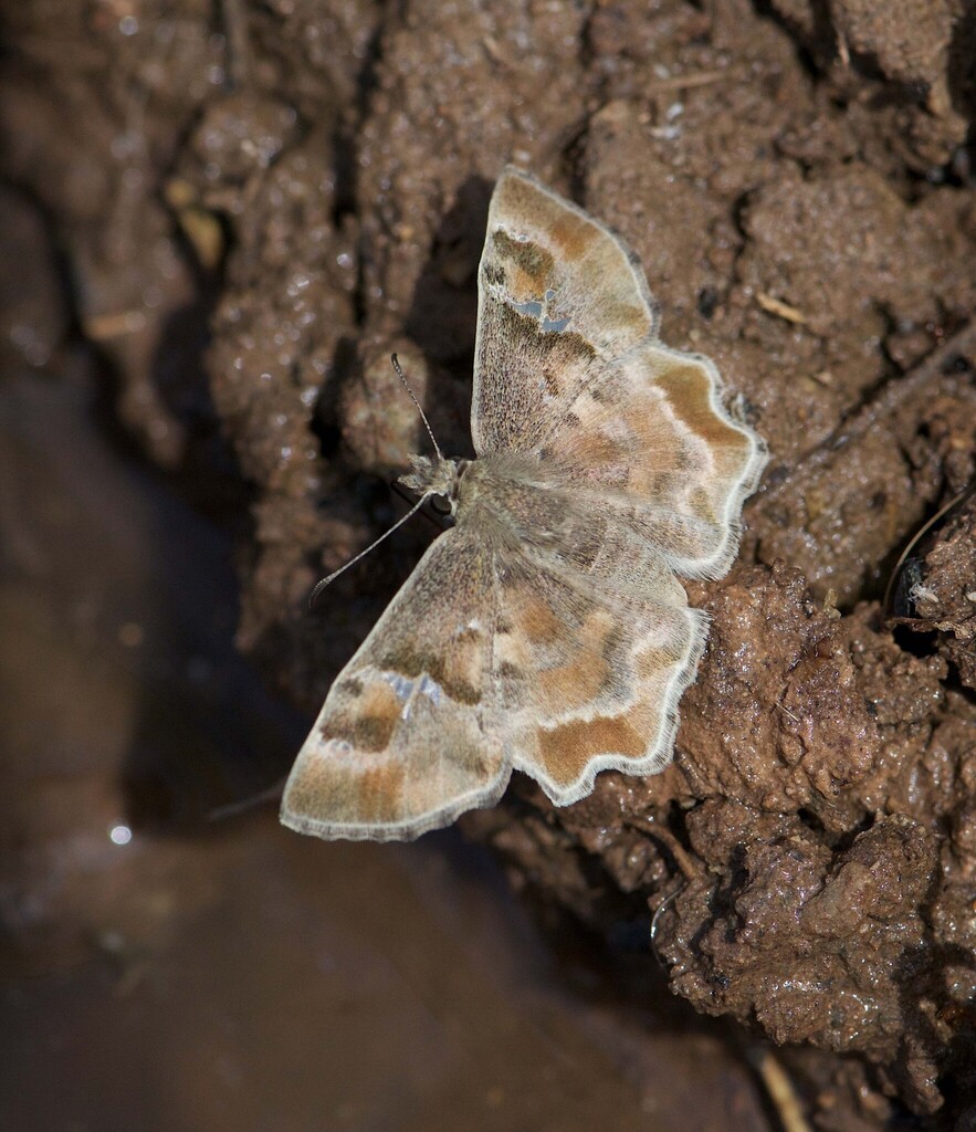 Systasea zampa (Arizona Powdered Skipper), California species
