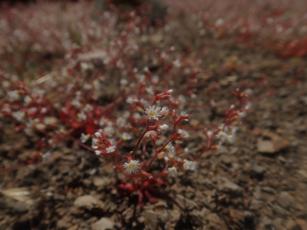 Systenotheca sp., native California annual