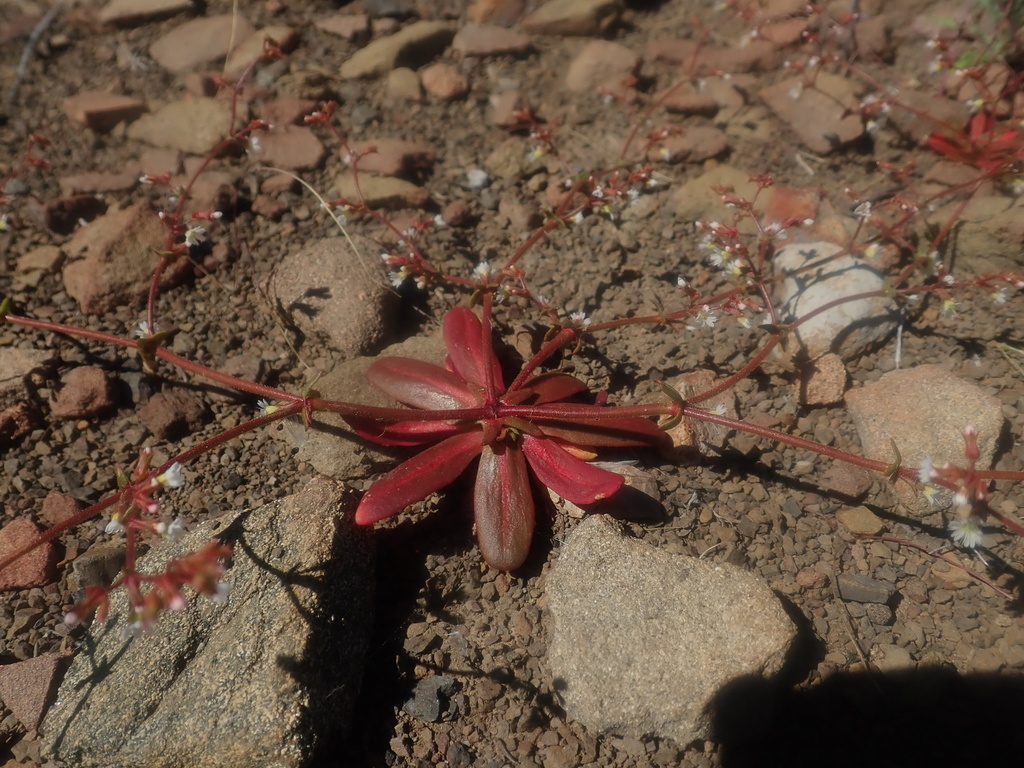 Systenotheca vortriedei (Vortriede's spineflower), native California herb