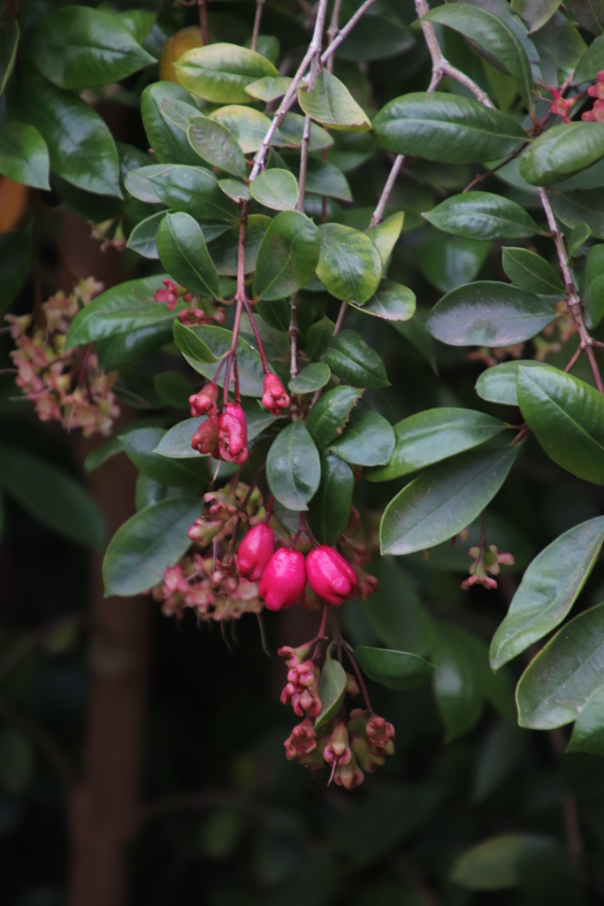 Syzygium australe (Scrub cherry), non-native California shrub