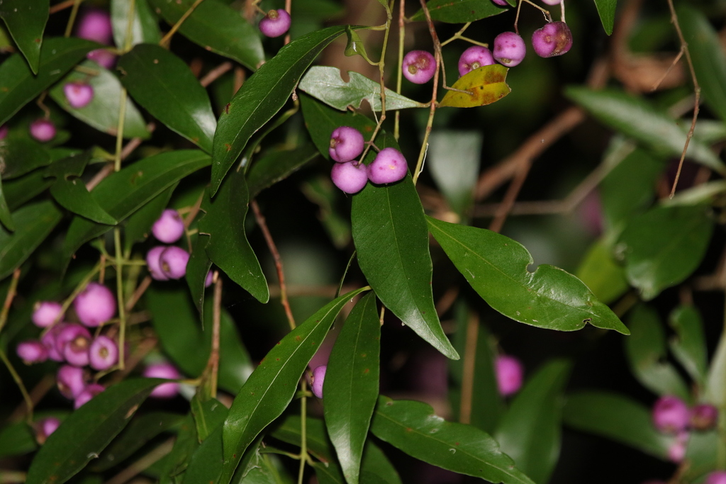 Syzygium sp., non-native California shrub