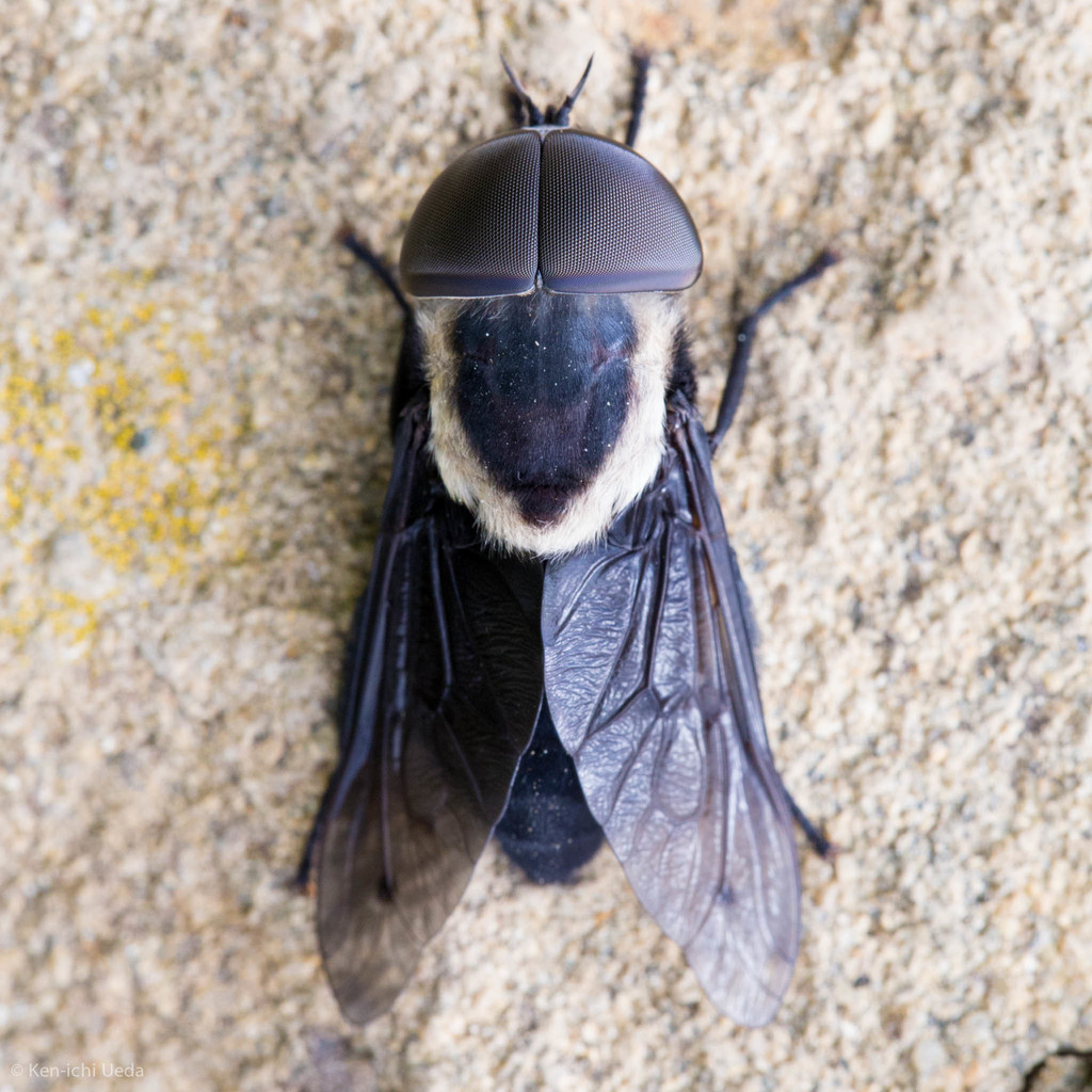 Tabanus punctifer (Western Black Horse Fly), California species