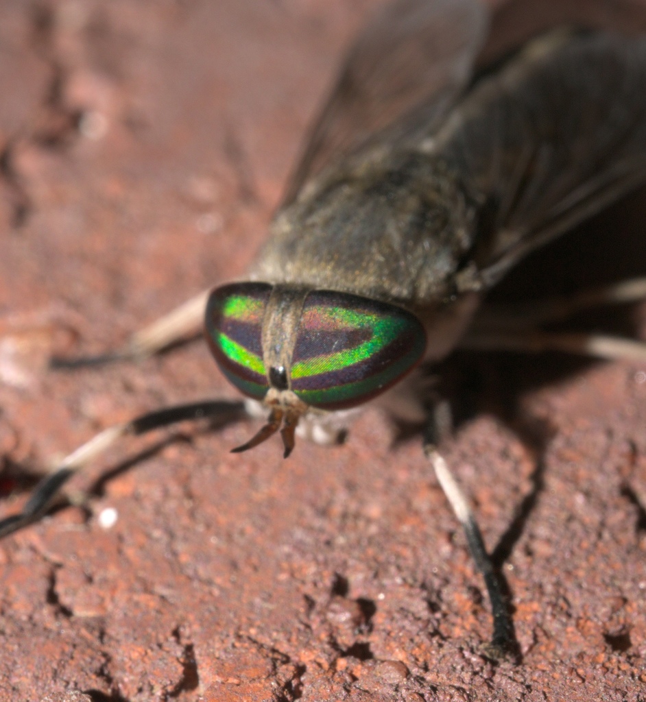 Tabanus subsimilis, California species