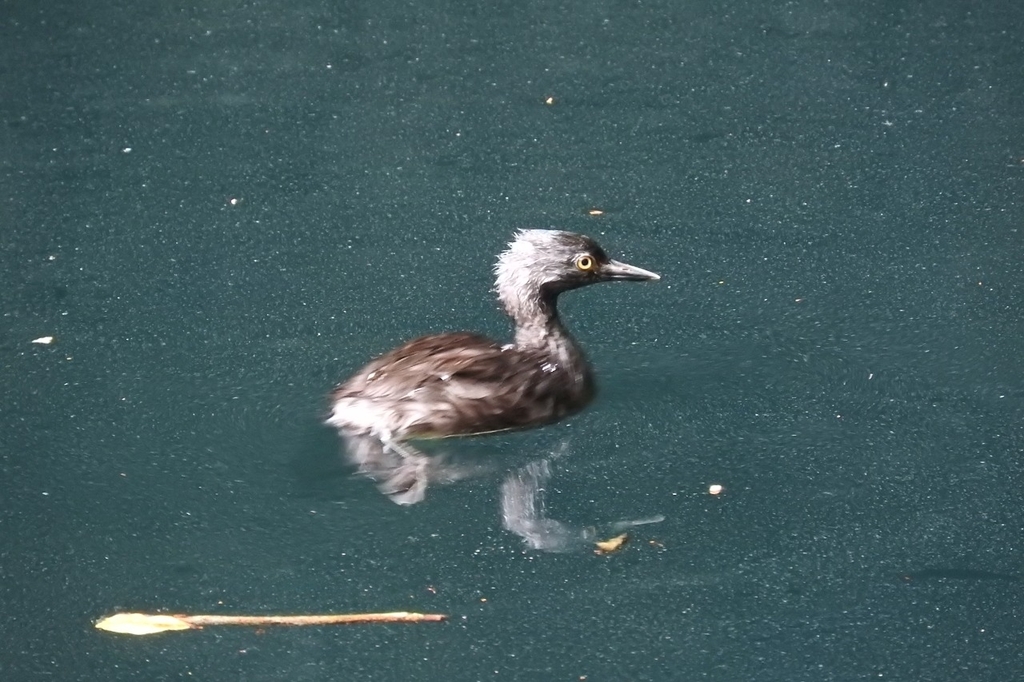 Tachybaptus dominicus (Least Grebe), California species