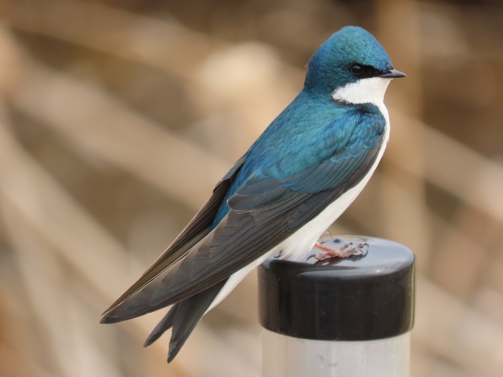 Tachycineta bicolor (Tree Swallow), California species