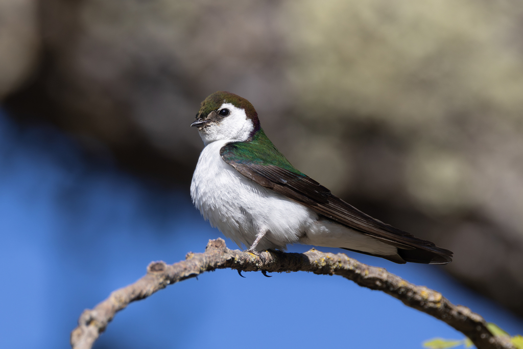 Tachycineta thalassina (Violet-green Swallow), California species