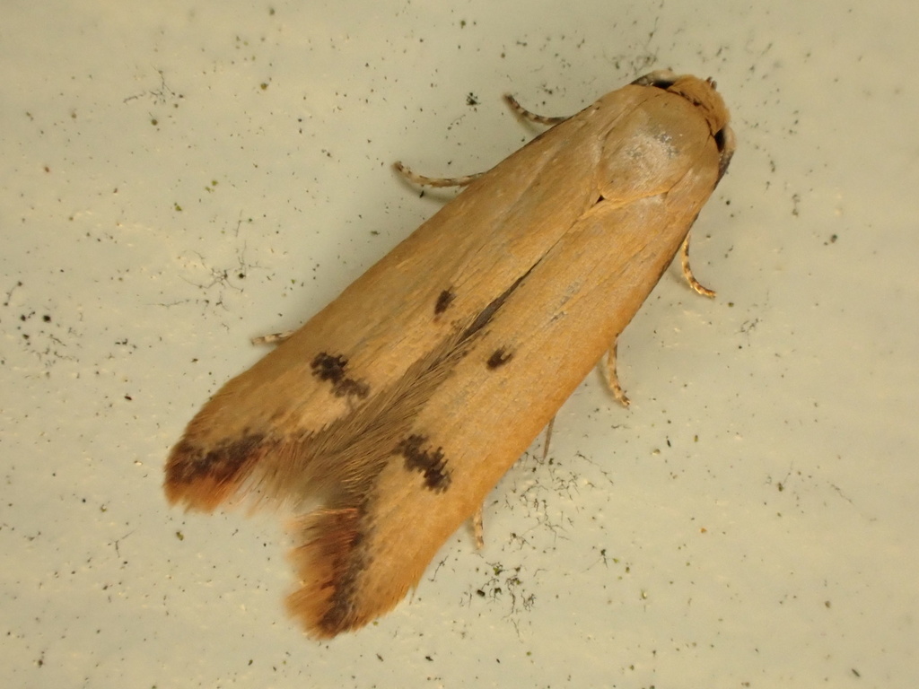 Tachystola hemisema, California species