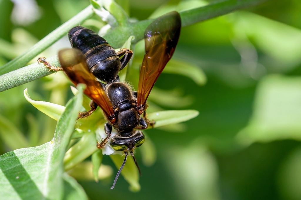Tachytes guatemalensis, California species