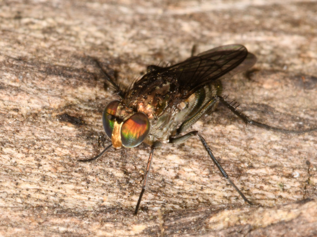 Tachytrechus angustipennis, California species