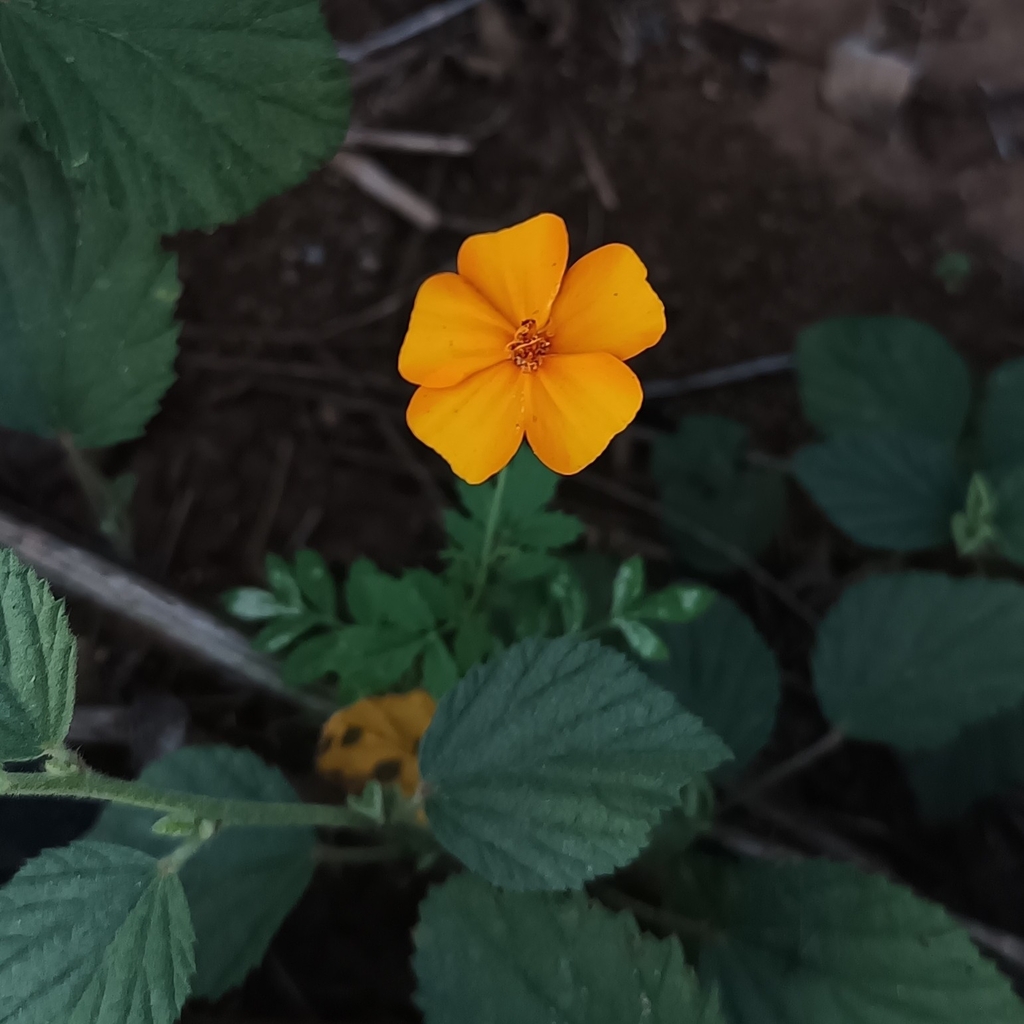 Tagetes erecta (African or french marigold), non-native California herb