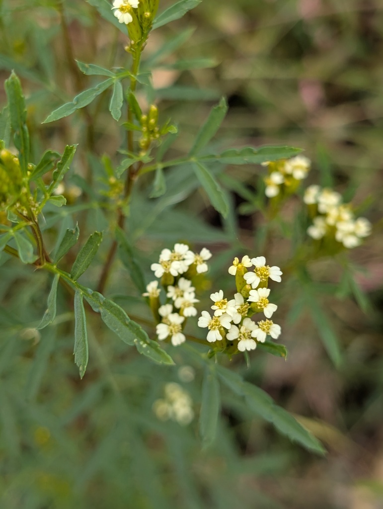 Tagetes minuta (Wild marigold), non-native California herb