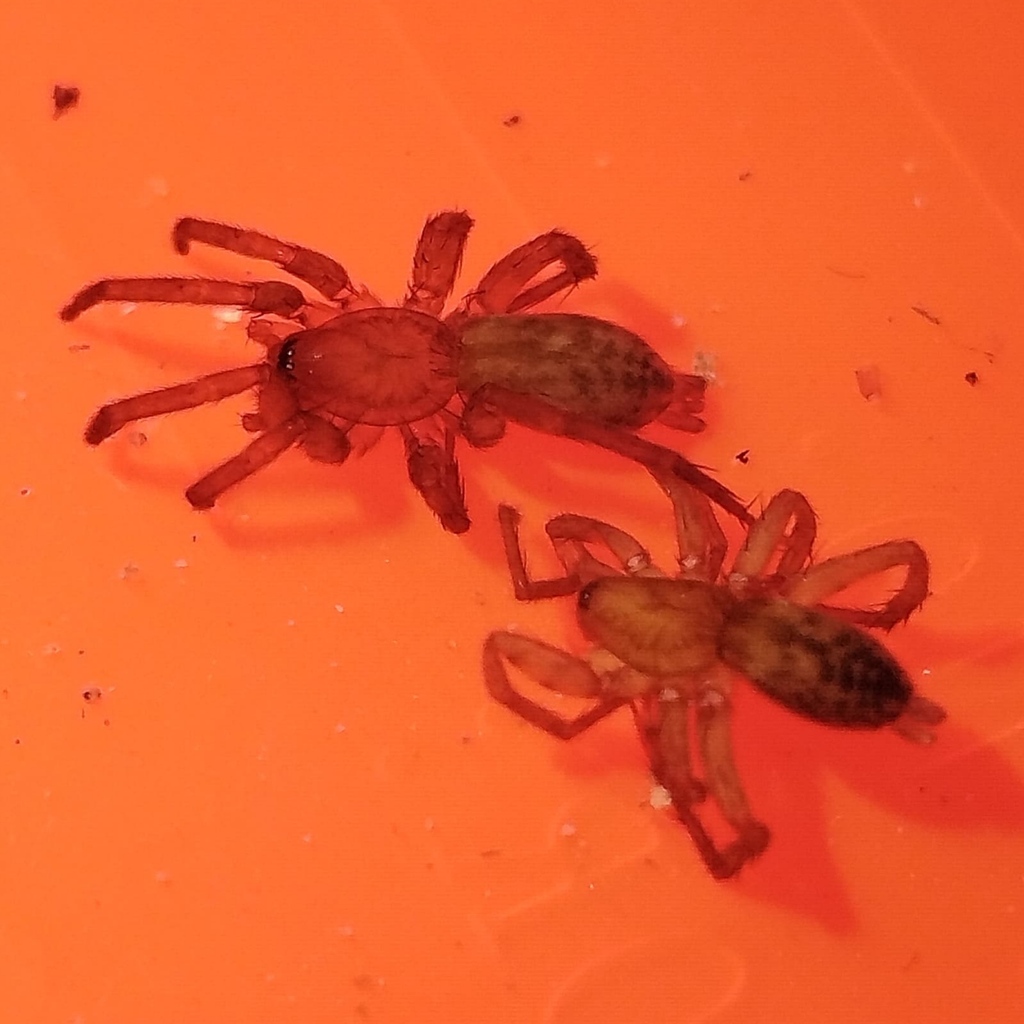 Talanites moodyae (Moody's Gnaphosid Spider), California species