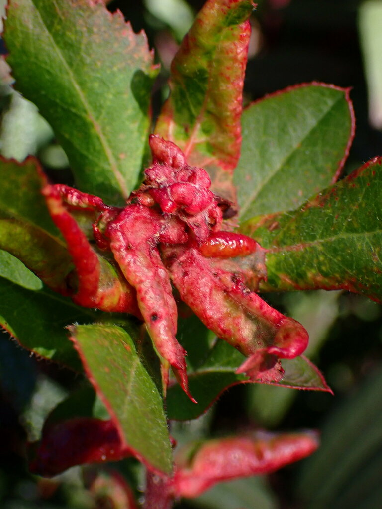 Tamalia coweni (Manzanita Leafgall Aphid), California species