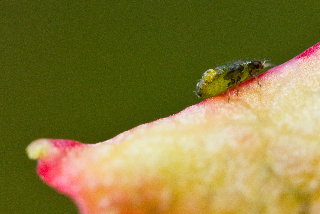 Tamalia glaucensis, California species