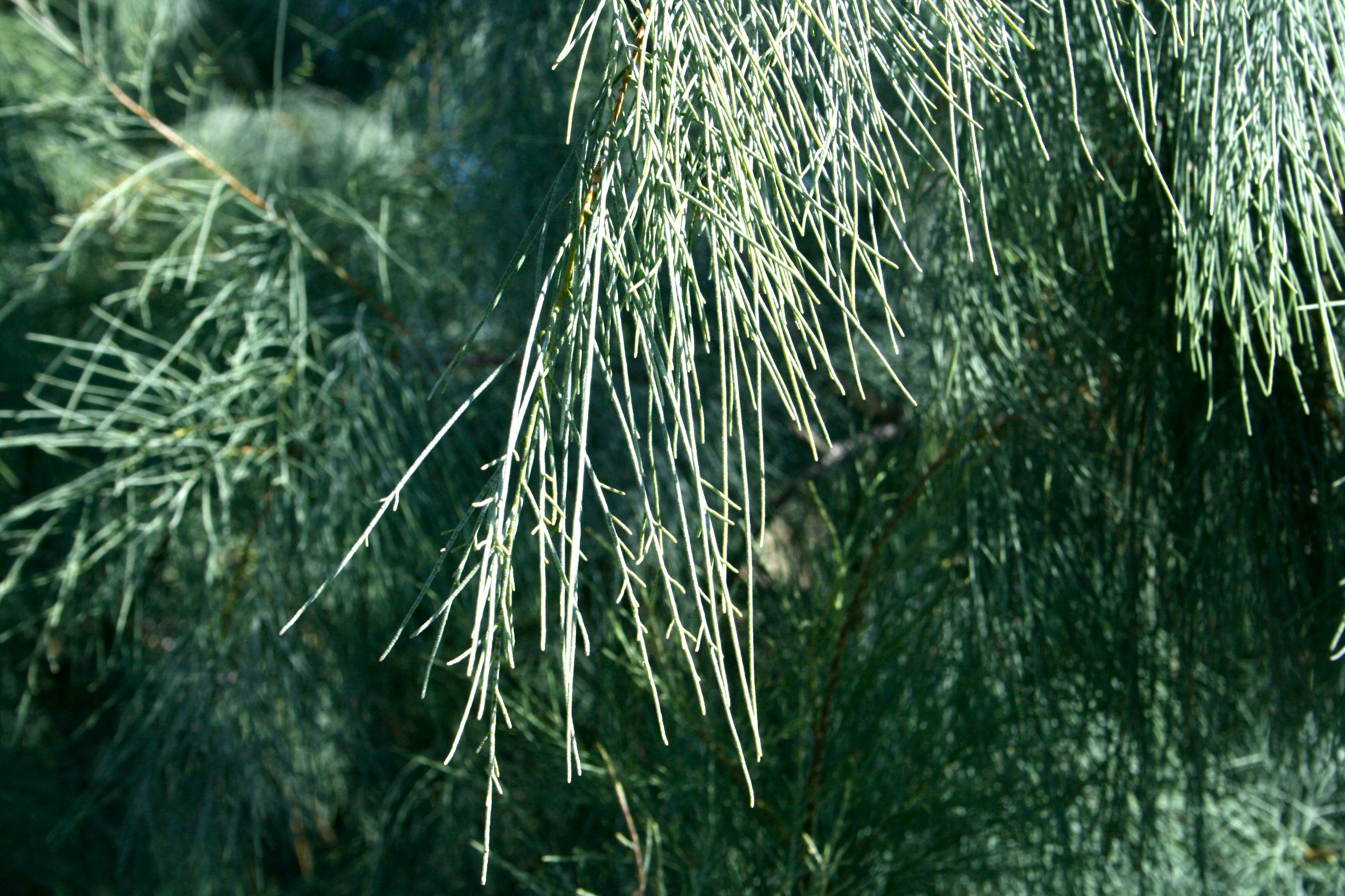 Tamarix aphylla (Athel), non-native California shrub / tree