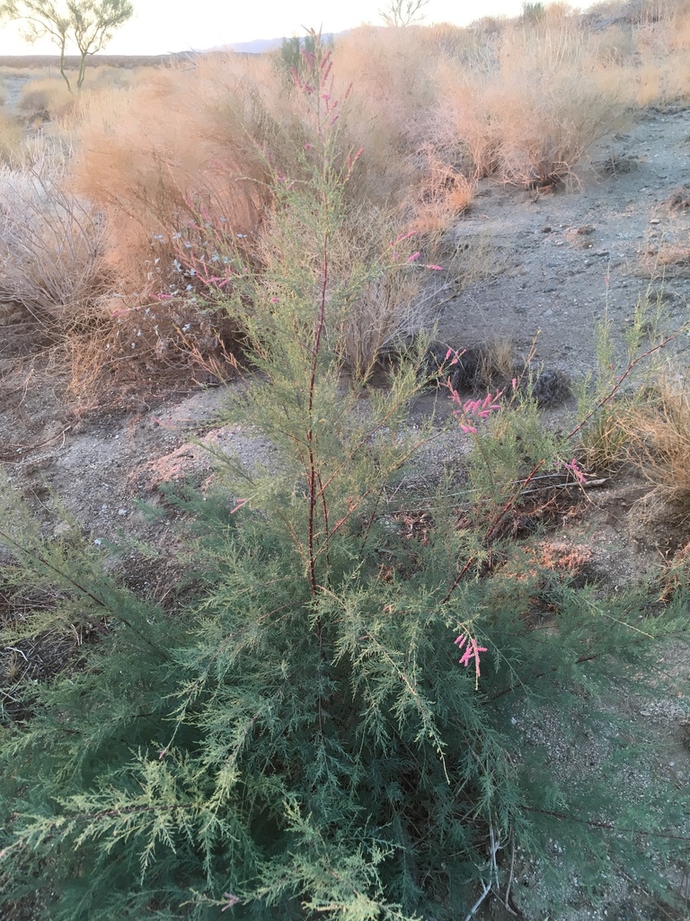 Tamarix chinensis (Fivestamen tamarisk), non-native California shrub / tree