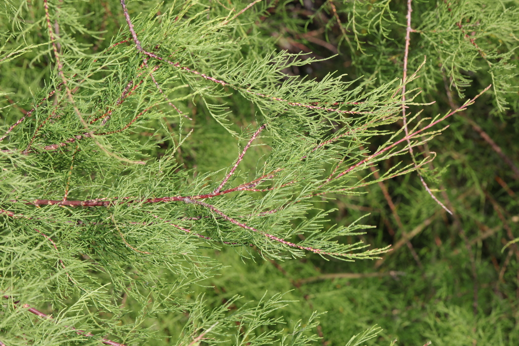 Tamarix gallica (French tamarisk), non-native California shrub / tree