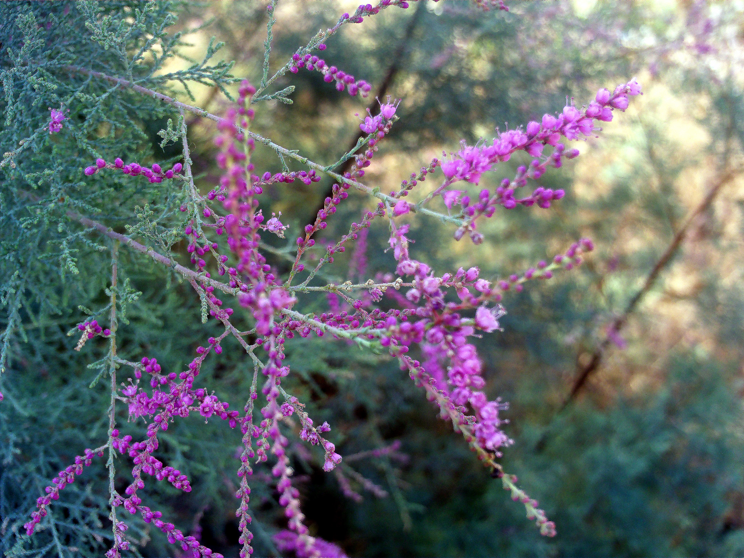 Tamarix parviflora (Smallflower tamarisk), non-native California shrub / tree