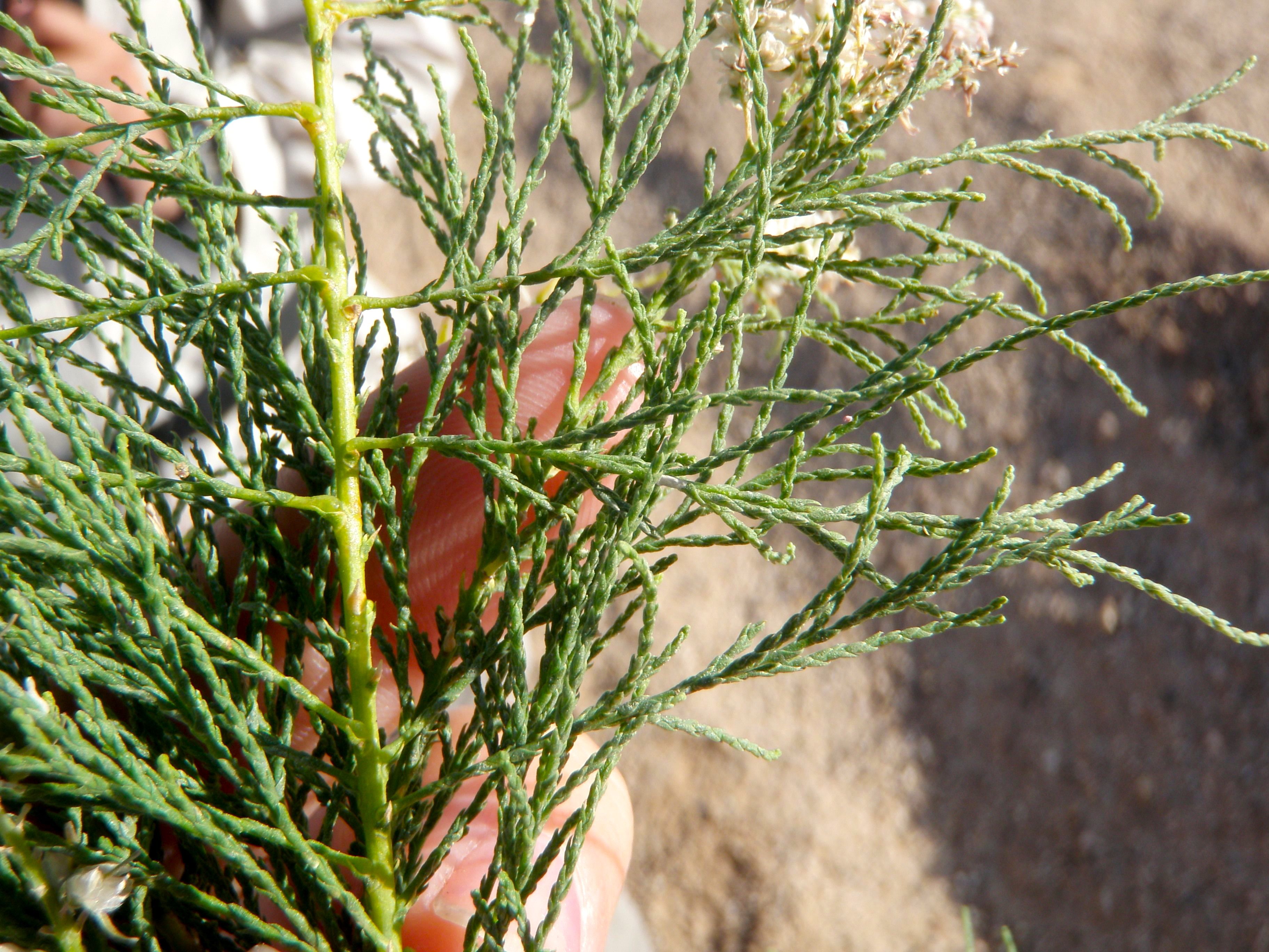 Tamarix ramosissima (Saltcedar), non-native California shrub / tree