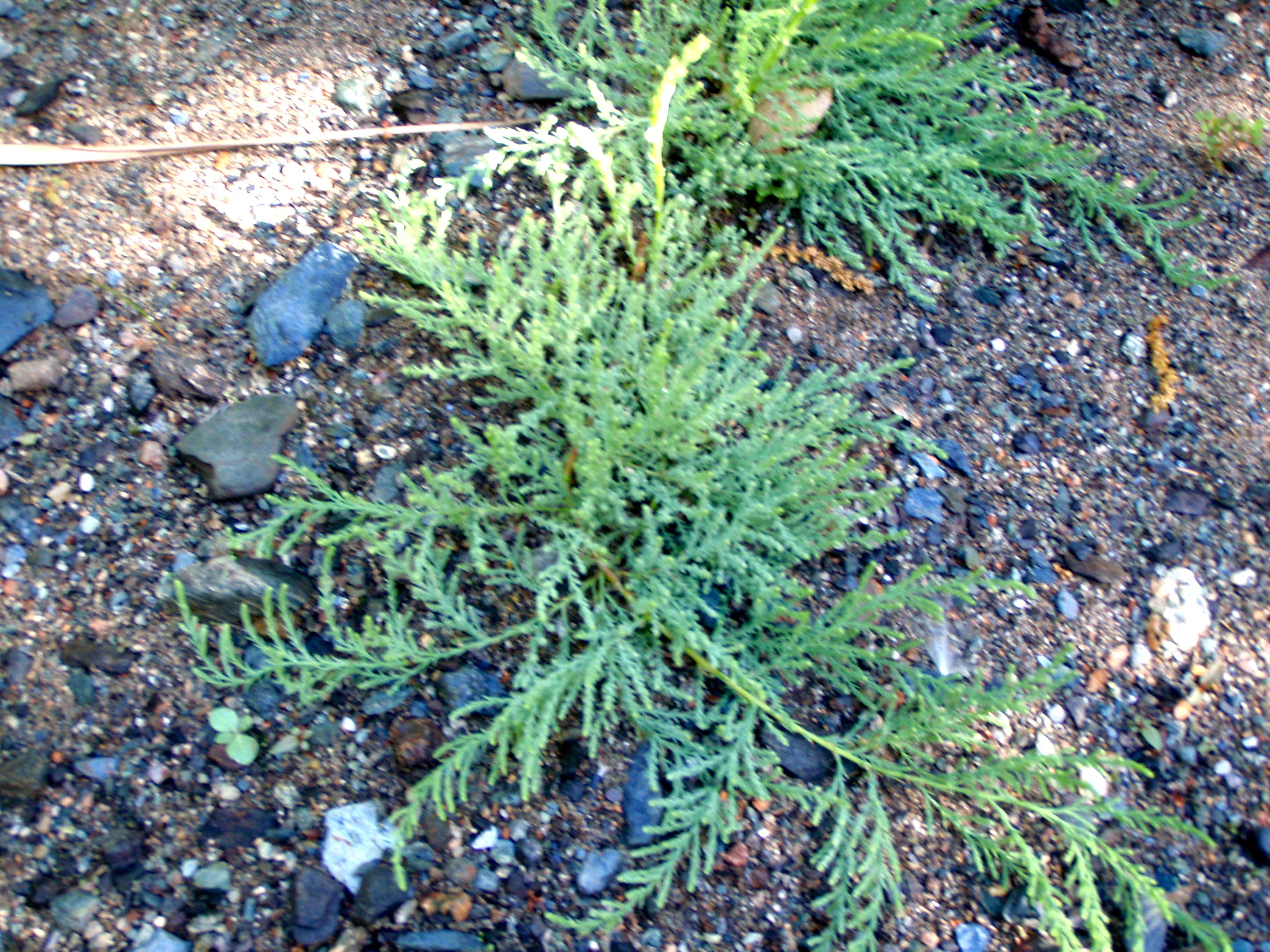 Tamarix sp. (Tamarisk), non-native California shrub