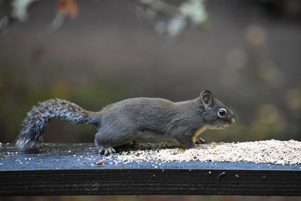 Tamiasciurus douglasii (Douglas' Squirrel), California species