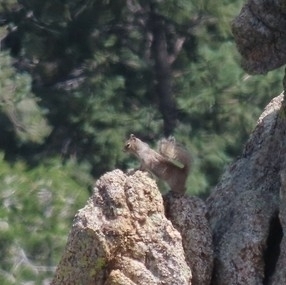 Tamiasciurus fremonti grahamensis (Mount Graham red squirrel), California species