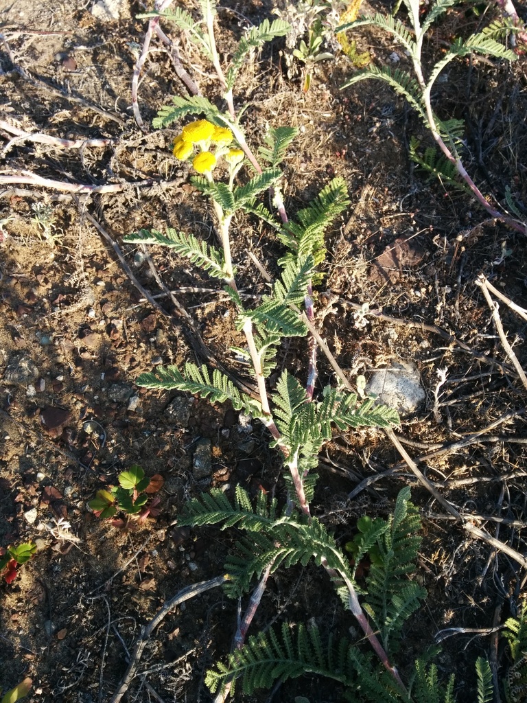 Tanacetum bipinnatum (Dune tansy), native California herb