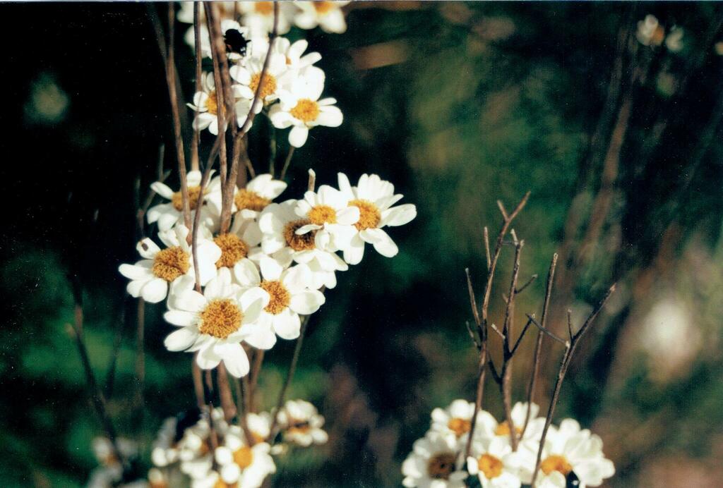 Tanacetum parthenium (Feverfew), non-native California herb